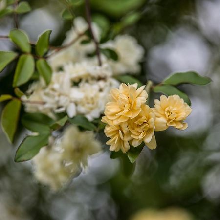 Beechworth Cedar Cottages Rom bilde